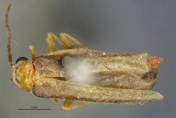 Media type: image;   Entomology 3398 Aspect: habitus dorsal view